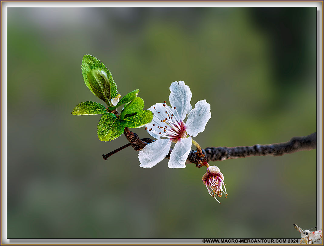 202-PRUNIER-20-46478-HF-l4